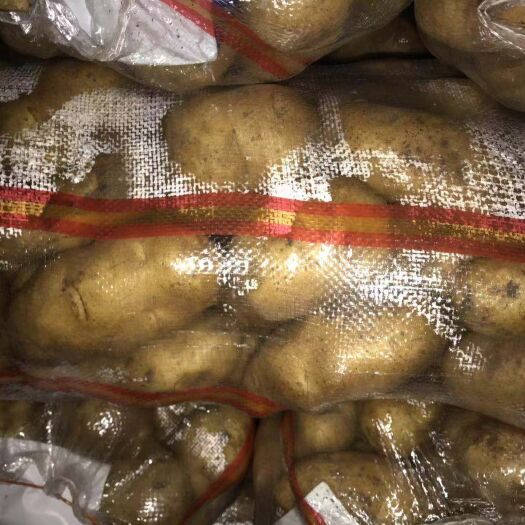 沽源县荷兰15号土豆 3两以上 