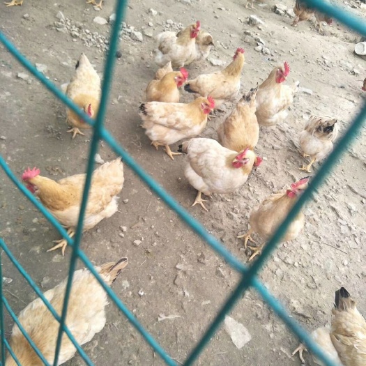 广州土鸡苗 