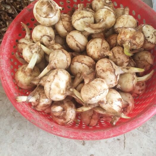 阳朔县白肉慈菇 50~70g