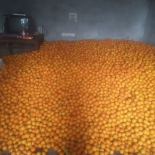 麻阳县 麻阳冰糖橙