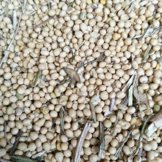 聊城荷豆12 生大豆 2等品