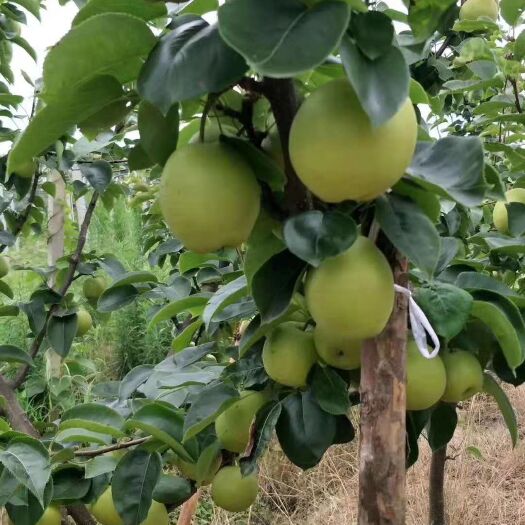 苍溪县脆冠梨苗，黄金梨苗，园黄梨苗保湿发货保证品种纯度下单备注品种