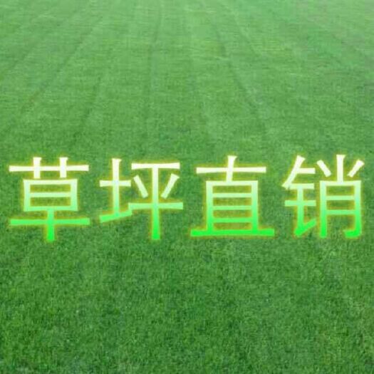 句容市果岭草  、混播黑麦草、百慕大、中华结缕草，马尼拉，高羊茅