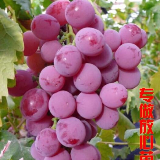 平邑县红地球葡萄苗