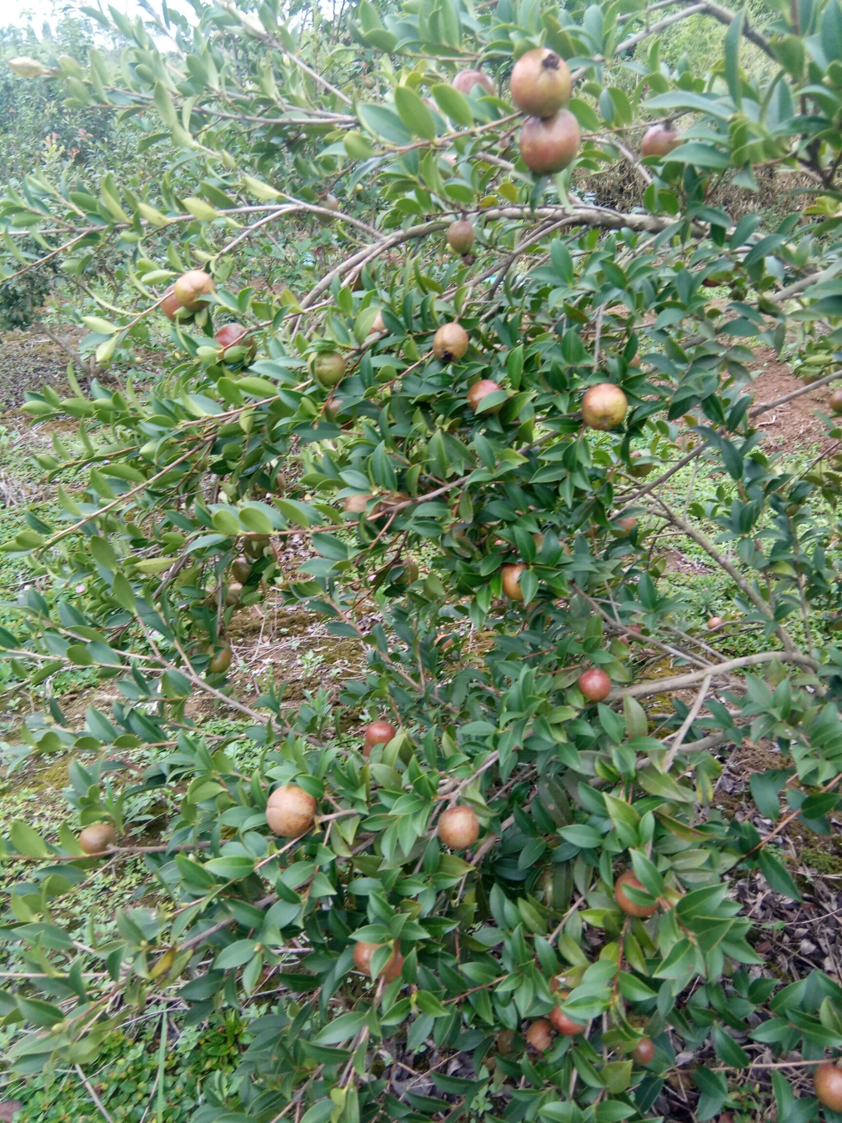 白花茶山茶油