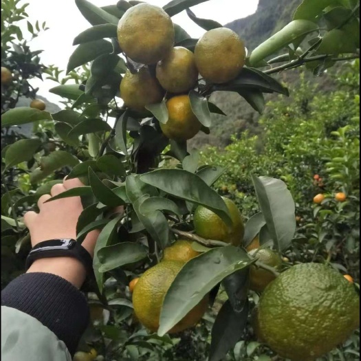 清香蜜桔