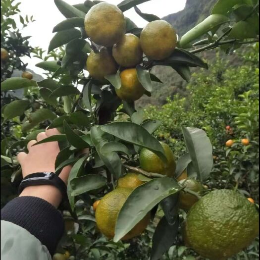 永福县清香蜜桔