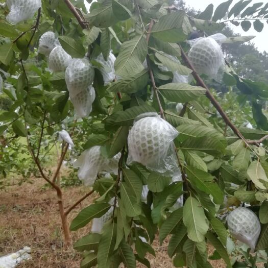郁南县珍珠番石榴 200-250克 
