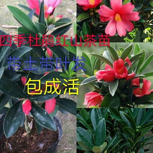 灵山县山茶花 50~80cm 