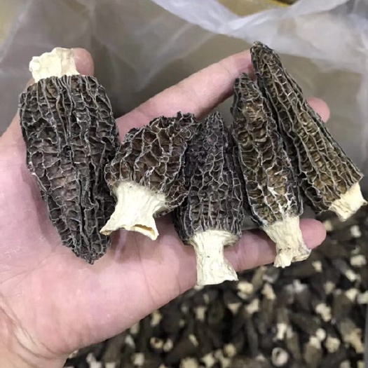 长沙县 羊肚菌干货头荐头期肉厚剪柄