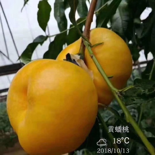 盖州市黄金蟠桃树苗 1~1.5米