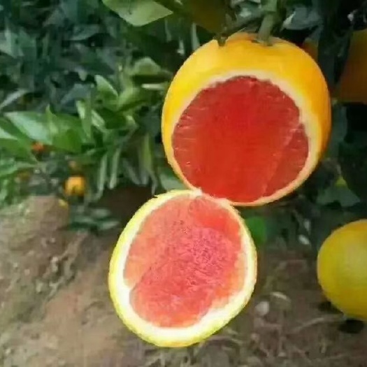 寻乌县血橙苗 ，～赣南血橙