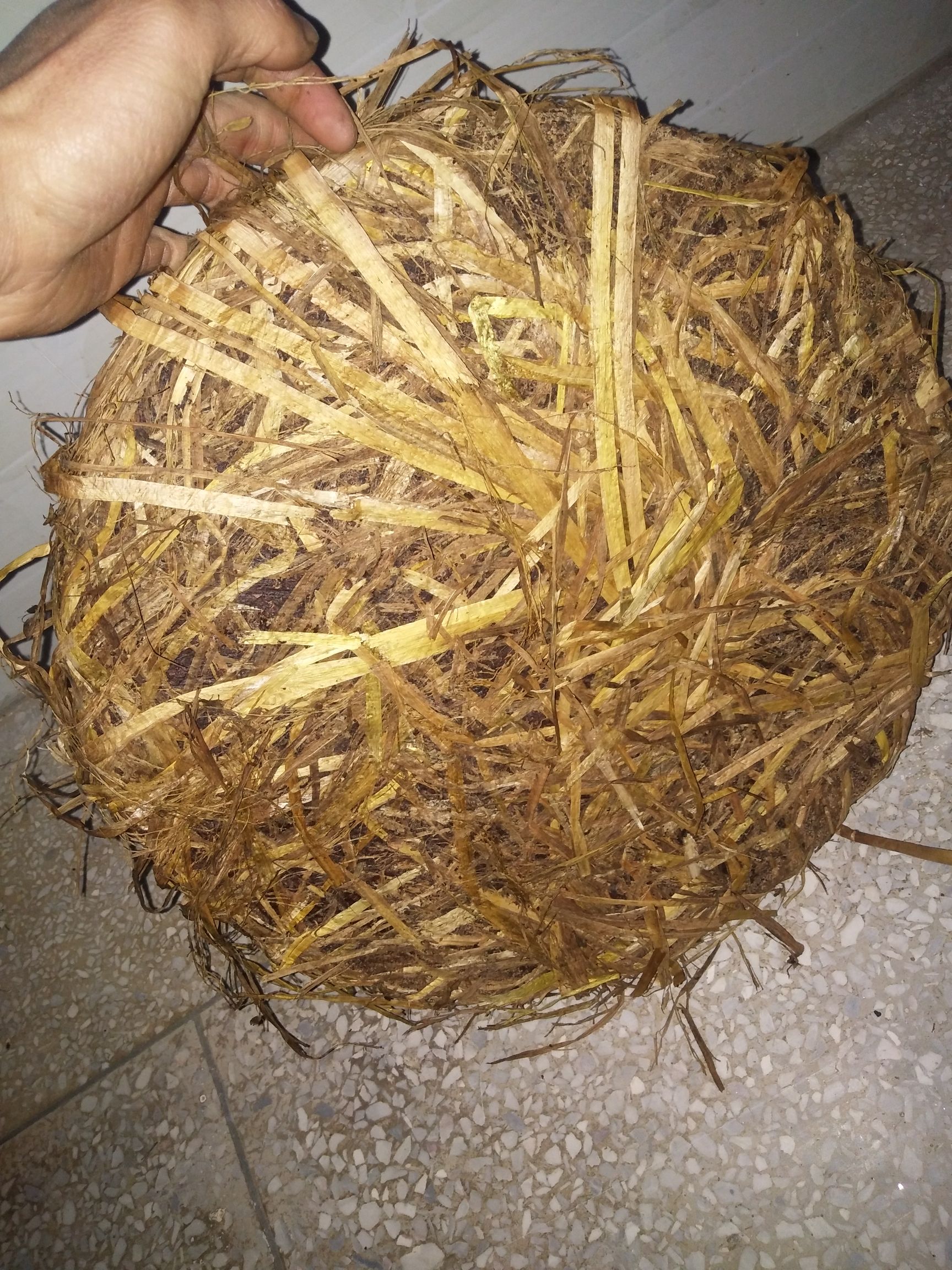 茶枯