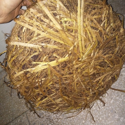 乐安县茶枯