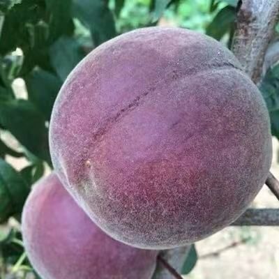 平邑县黑桃苗 1.5~2.0米