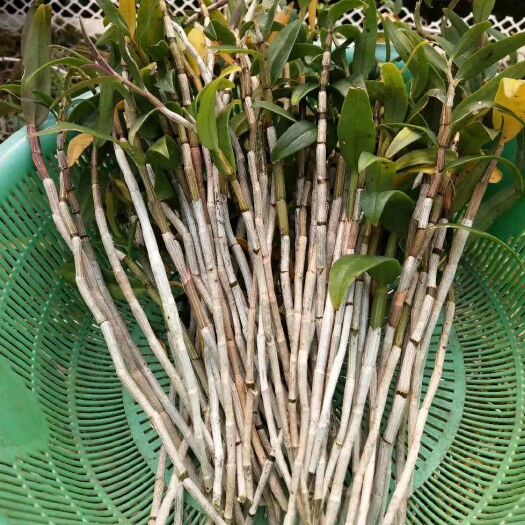 百色铁皮石斛 糯香石斛鲜条