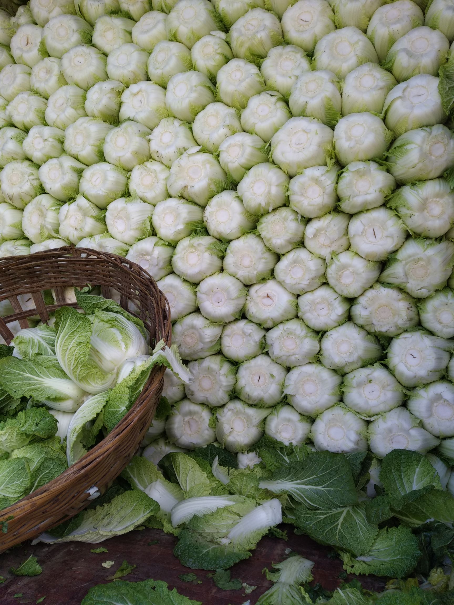 大白菜   高山品質(zhì)，質(zhì)優(yōu)價廉，產(chǎn)地直銷，歡迎采購