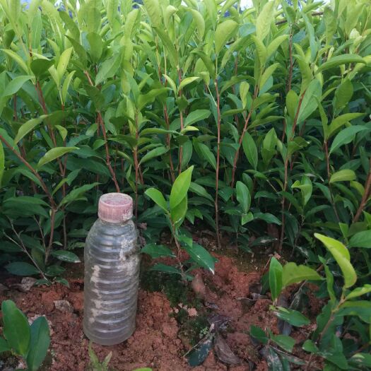 饶平县茶树苗  低价出售潮州市凤凰单枞茶树苗乌叶苗