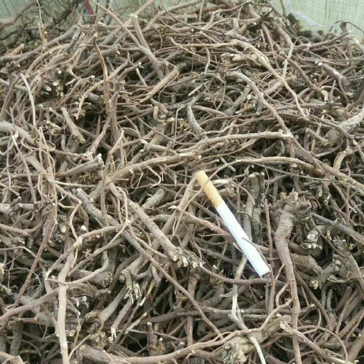 略阳县黑柴胡 