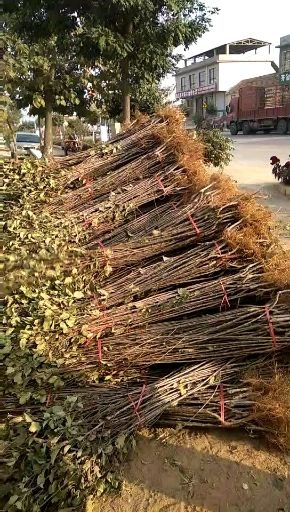 泰安烟富3号苗 1.5~2米
