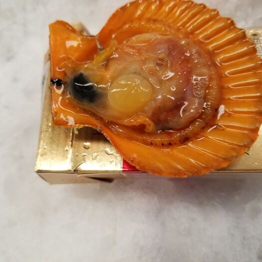 佛山黄金贝  鲜活扇贝，30斤/包
