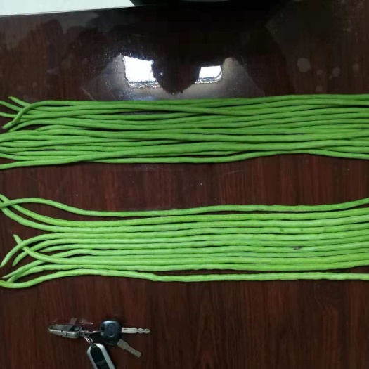 豆角种子  丰新一号物华天宝长豆角种耐老化品质