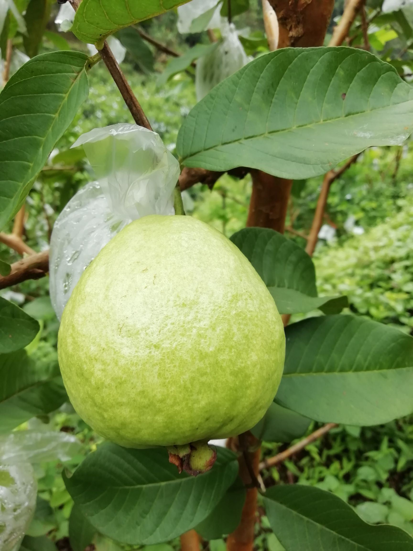 珍珠番石榴 200-250克 