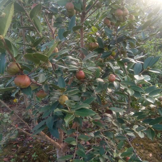 乐昌市白花茶山茶油
