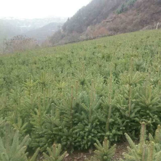 武威青海云杉