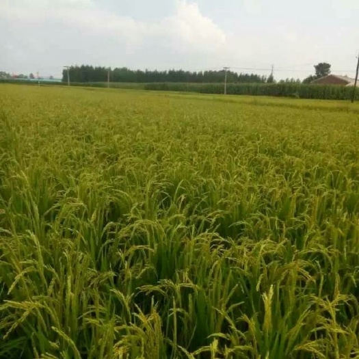 吉林市东北大米 晚稻 梗米 一等品 