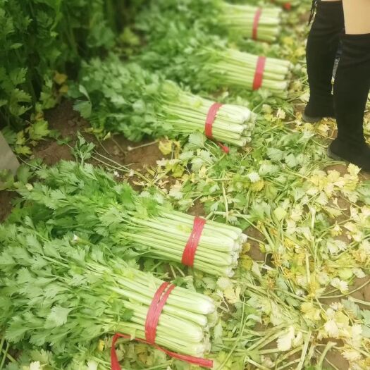 夏邑县西芹