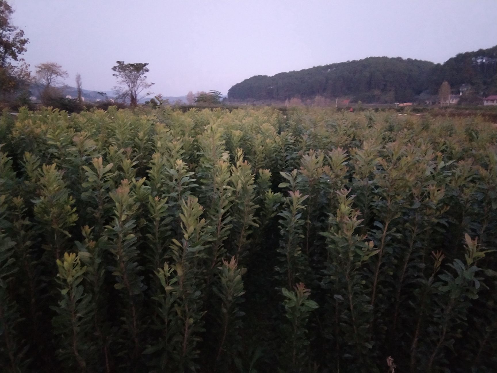 东魁杨梅树苗  当年嫁接东魁杨梅小苗