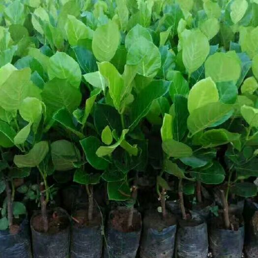灵山县马来西亚一号菠萝蜜苗 