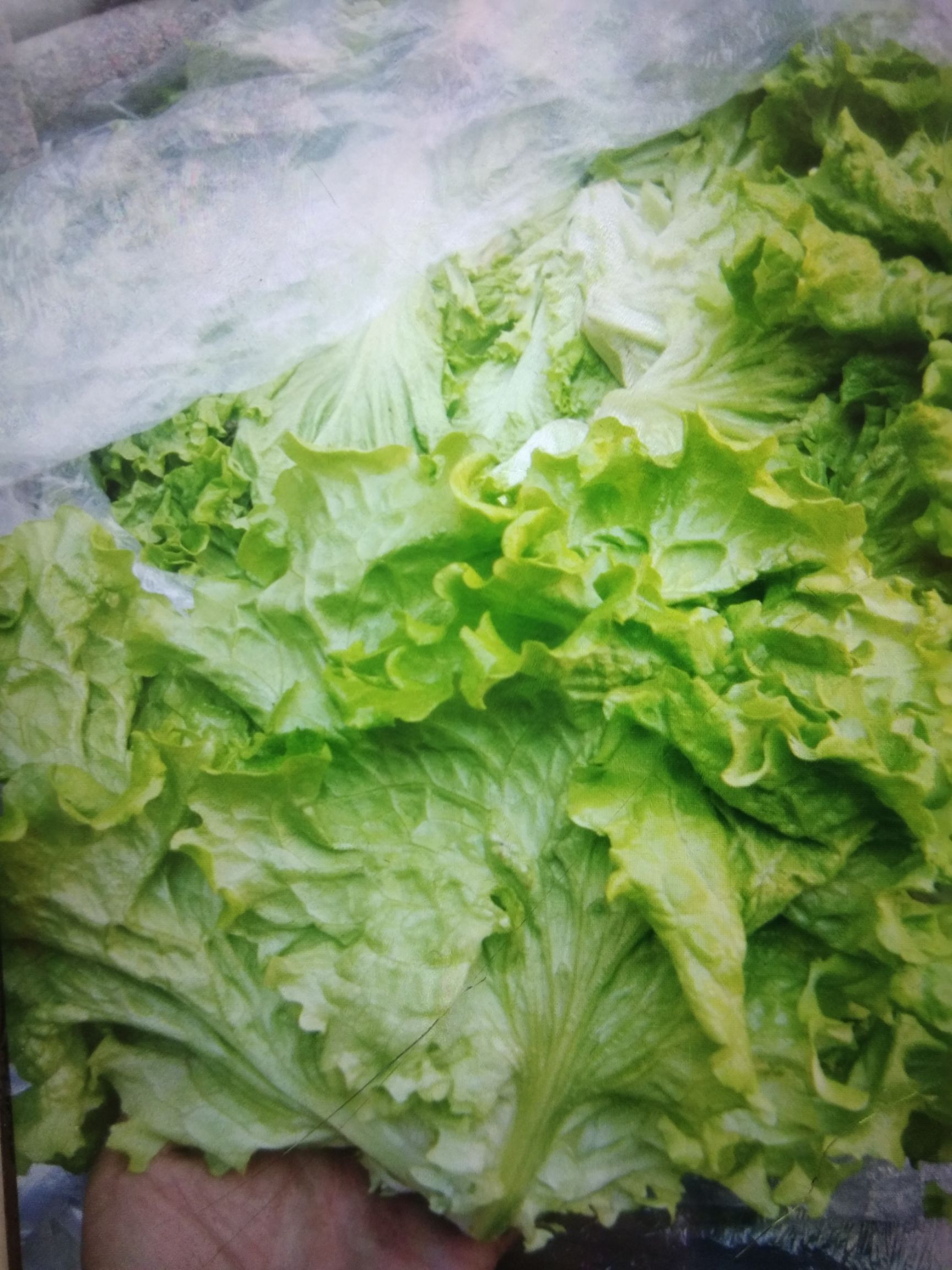 散叶生菜 5~6两
