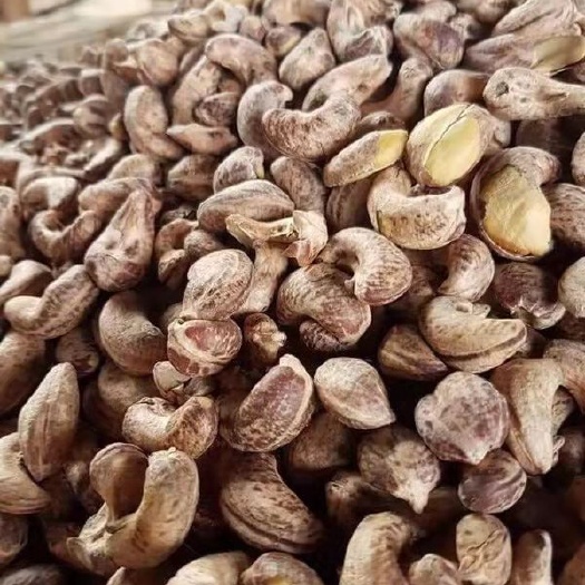 龙州县腰果 6-12个月