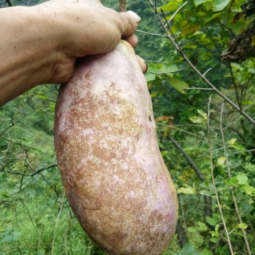 盐津县 野生八月瓜