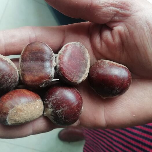 泰安泰山板栗 特级 中粒