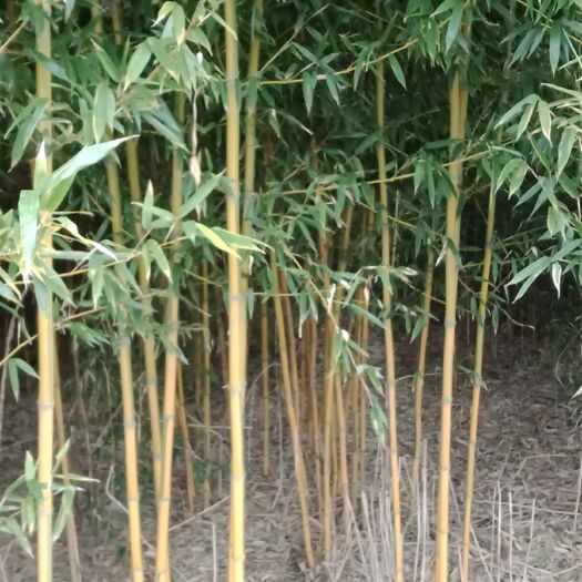 沭阳县黄金竹 黄金间碧玉竹