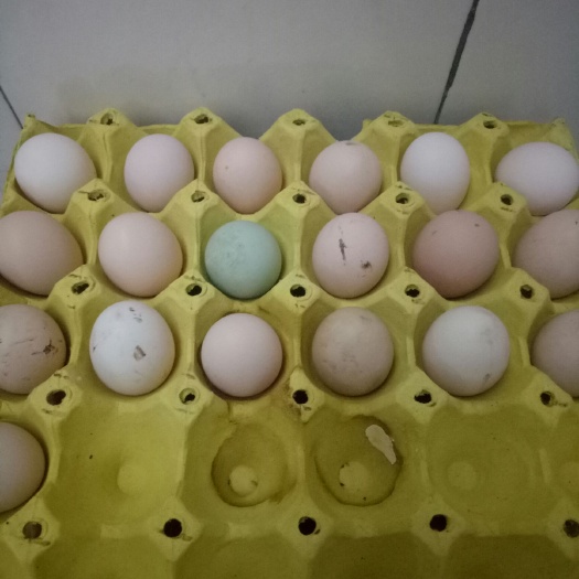 无极县柴鸡蛋 食用 箱装 