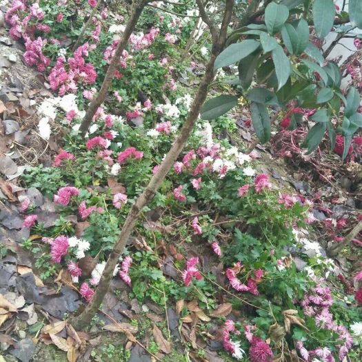 老河口市秋菊 