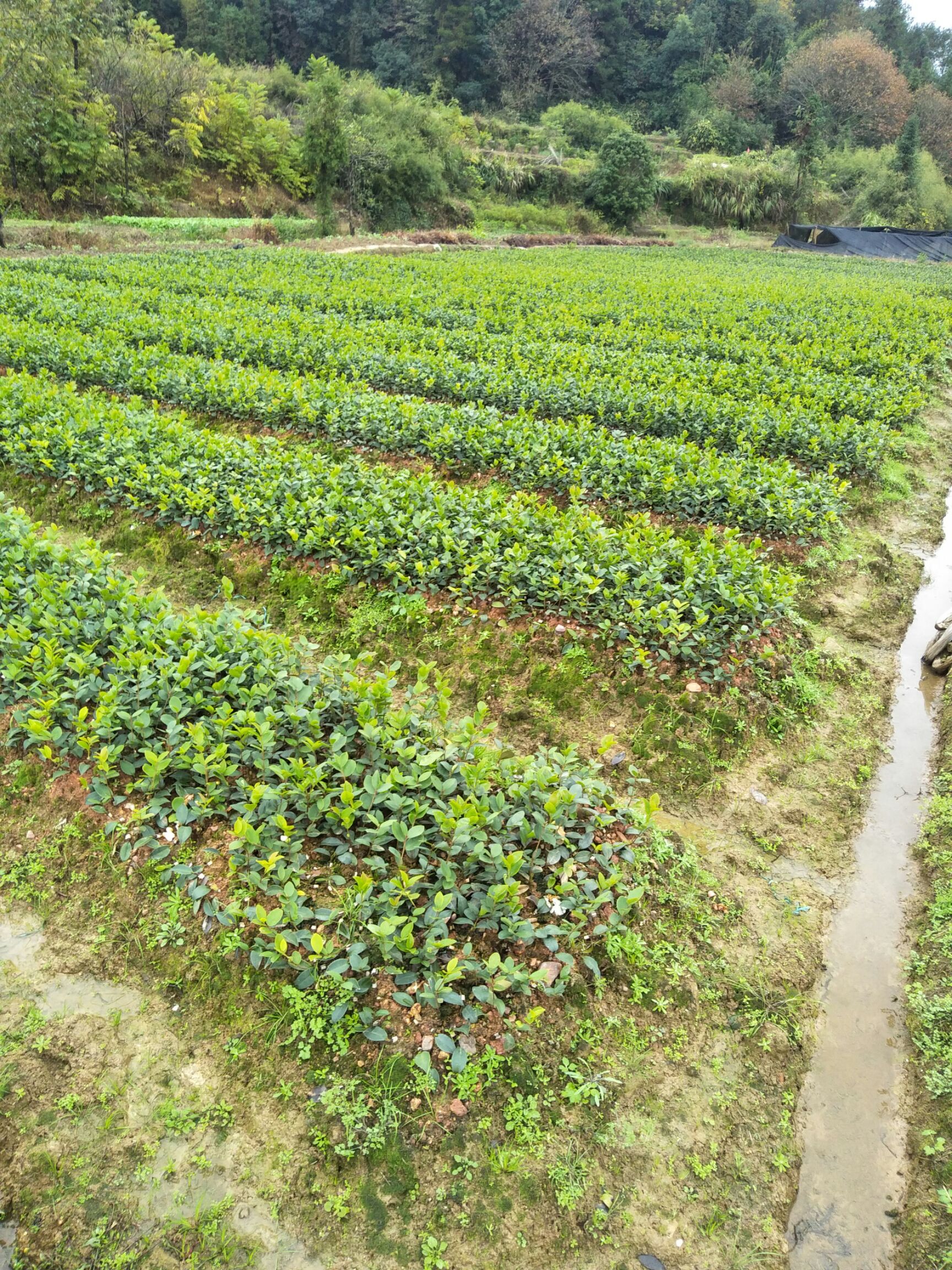 茶树苗  高产嫁接油茶苗