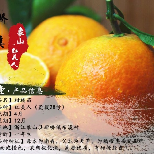 象山县象山红美人柑橘苗 嫁接苗 1~1.5米 