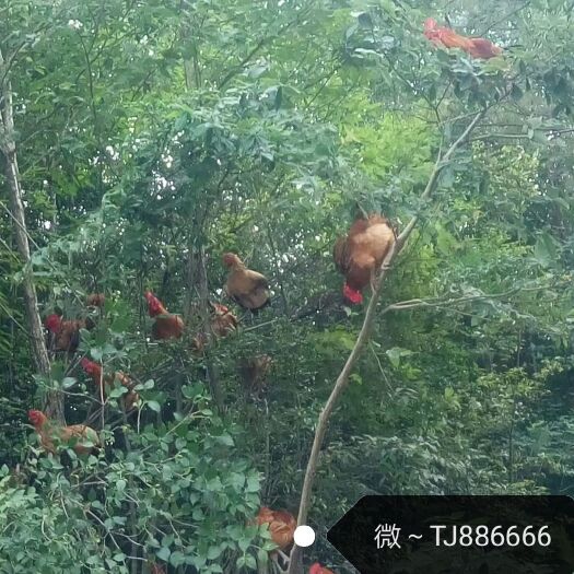 巫溪土鸡 4-5斤 公 