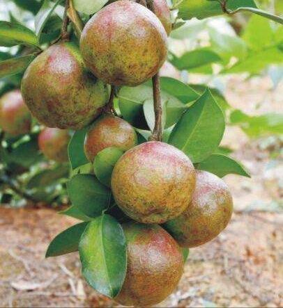 灵山县油茶苗 大果红花油茶白花油茶