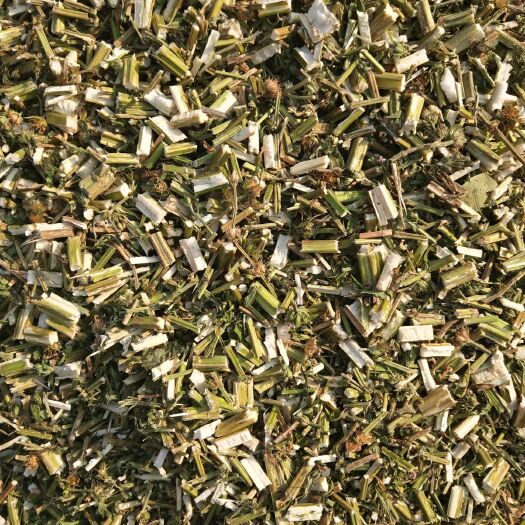 新乡益母草
