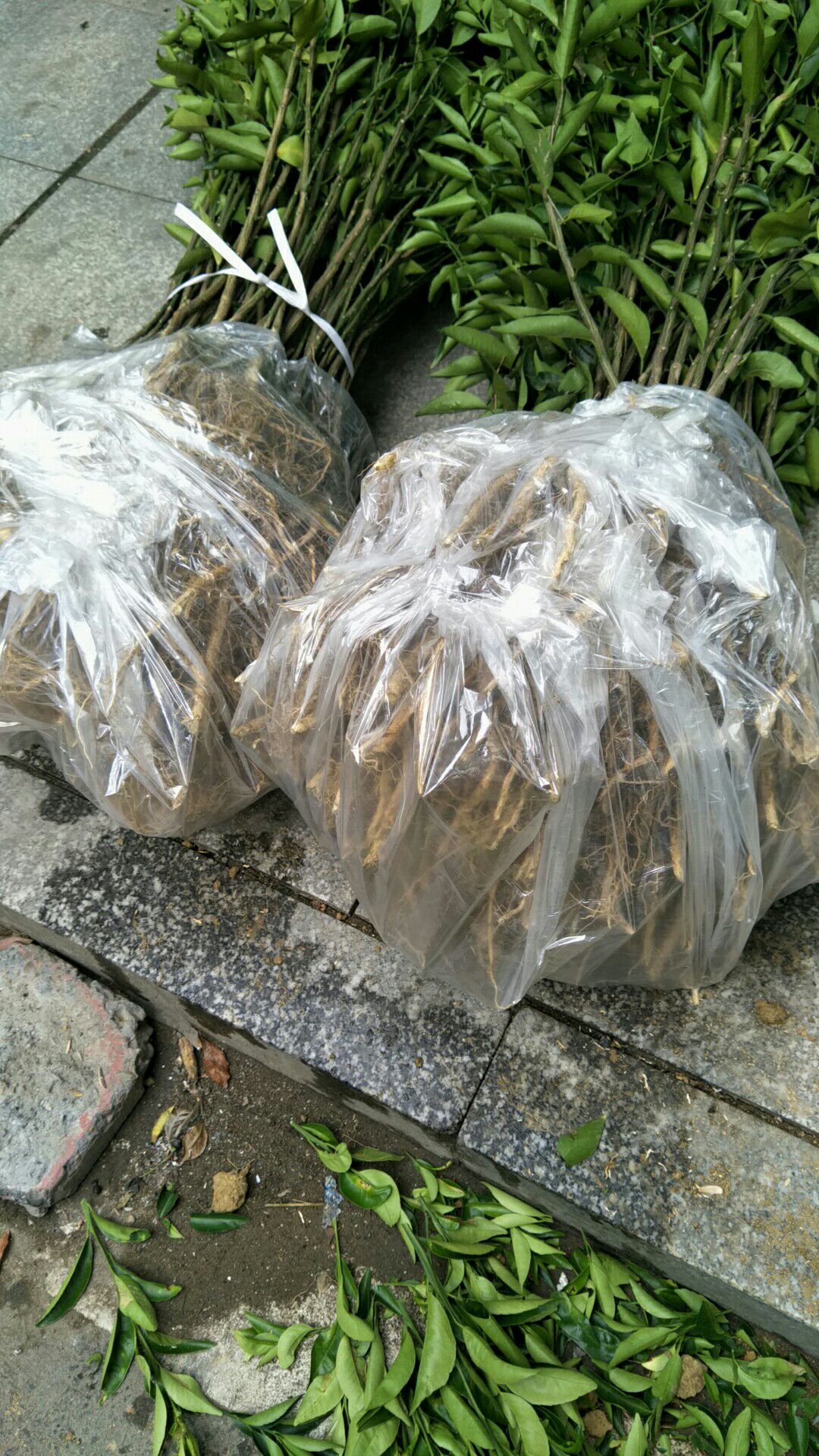 沙糖桔苗 0.5米以上