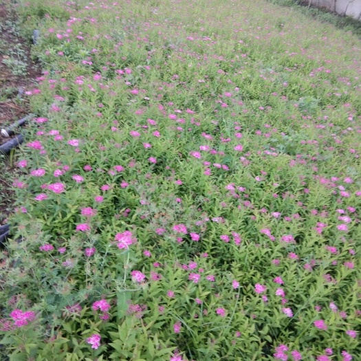 沭阳县金焰绣线菊 金焰绣线菊