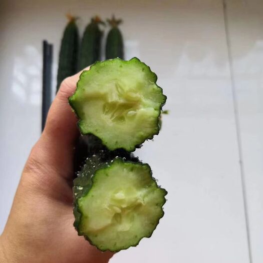 南阳杰丰625强雌黑油亮918F1黄瓜种 绿肉 黑油亮