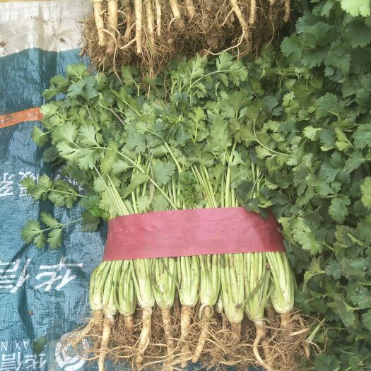 莘县香菜 20~25cm