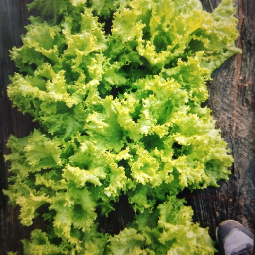 散叶生菜 5~6两